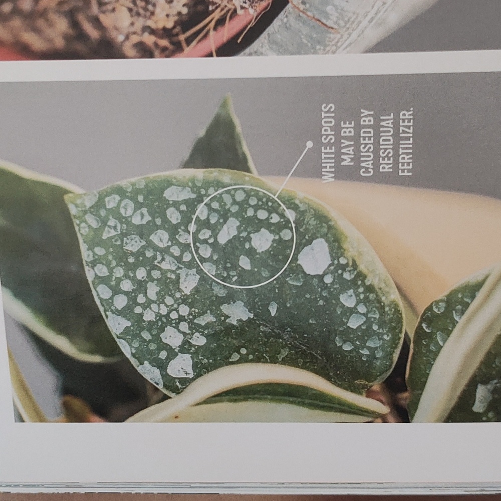 MAGAZINE: HOUSEPLANTS - Picture 9 of 15